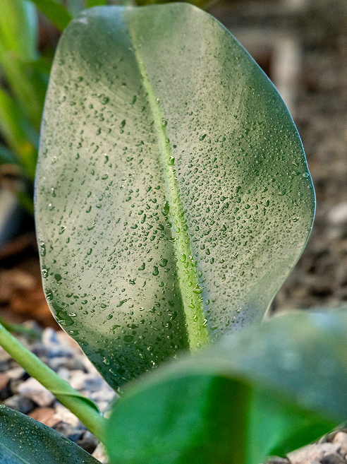Aeropuerto de Carrasco